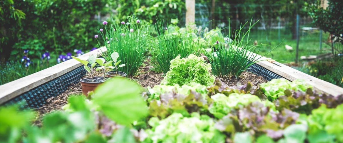 Mały ogródek warzywny przy domu. 