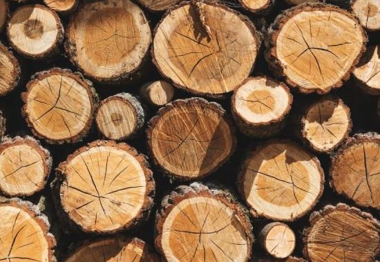 Drewno sosnowe: właściwości i twardość. Do czego je stosować?