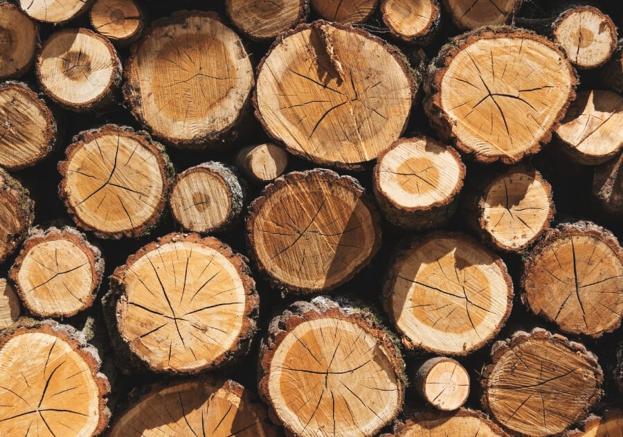 Drewno sosnowe: właściwości i twardość. Do czego je stosować?